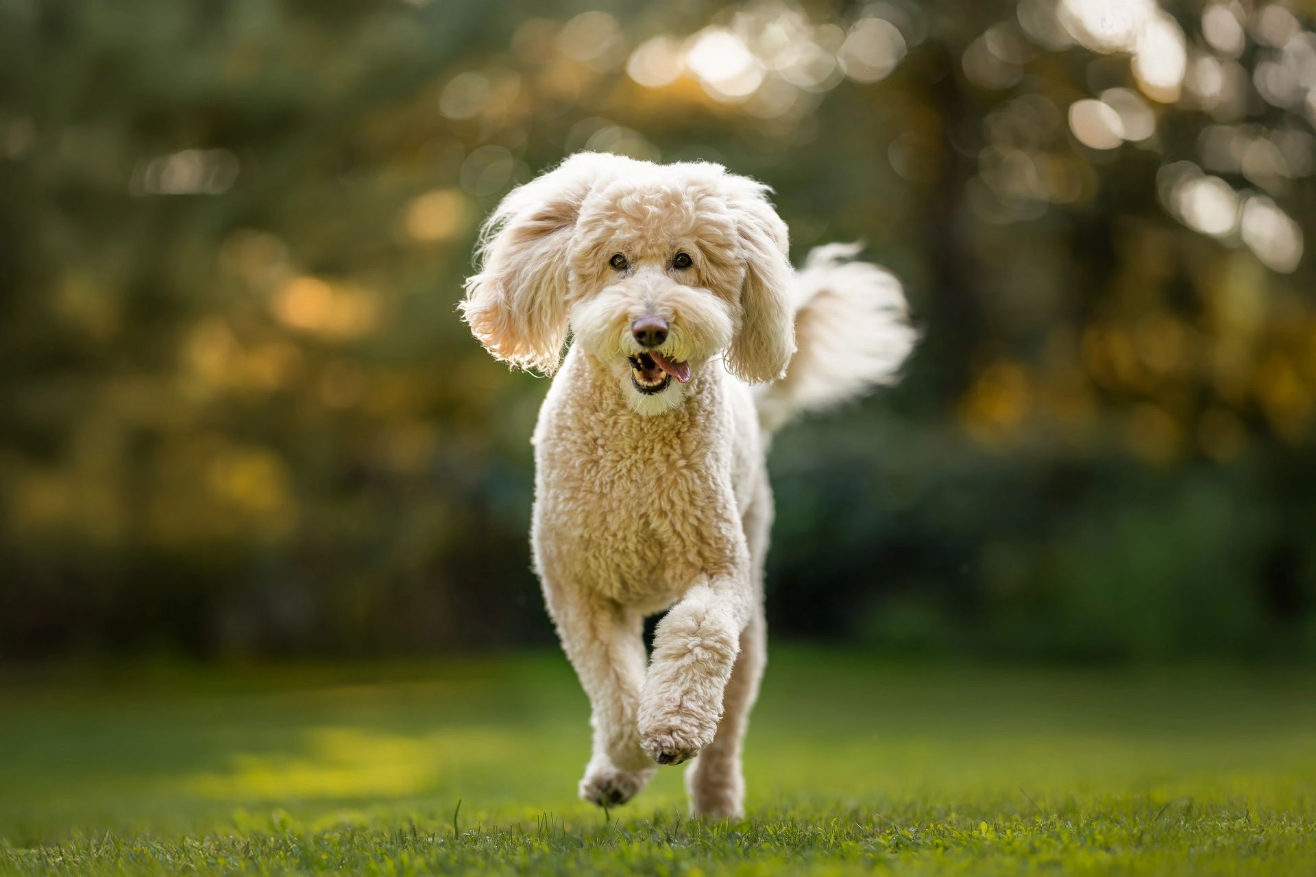 Spring and summer pet photography session outdoors